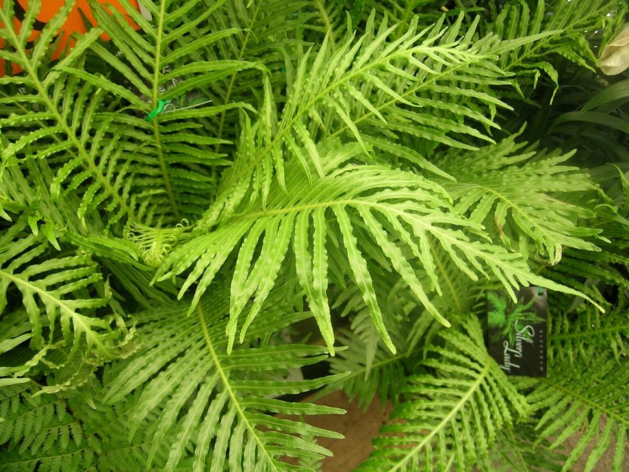 Асплениум волосовидный (Костенец).