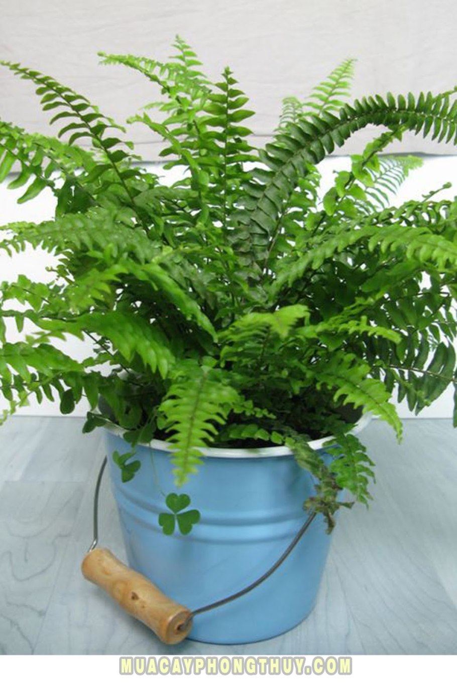 Нефролепис Бостон Ферн