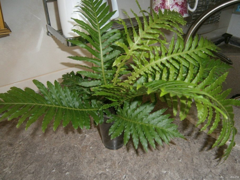 Нефролепис асплениум