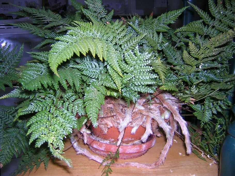 Нефролепис Блехнум