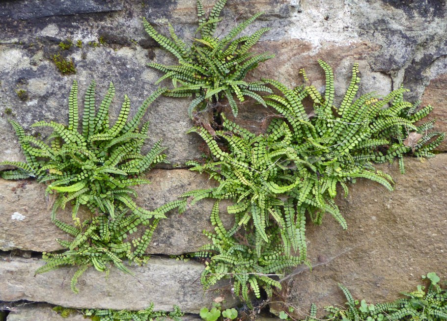 Папоротник домашний