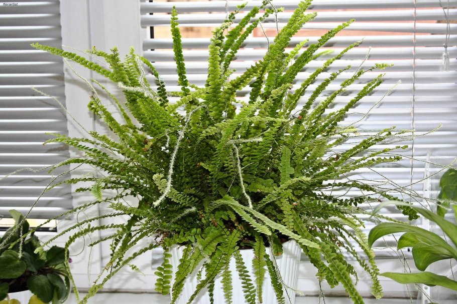 Папоротник Верона