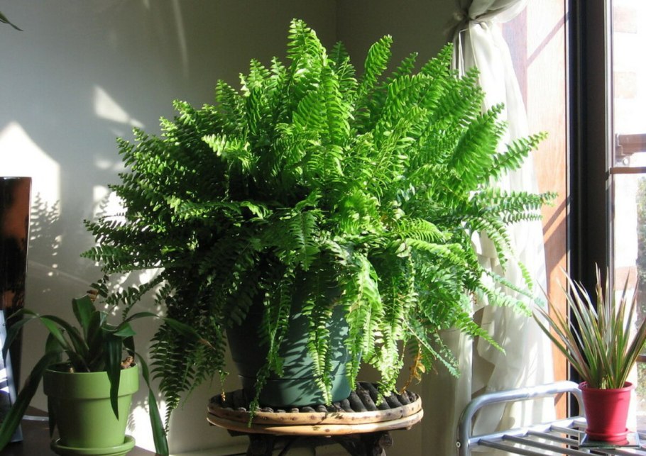 Нефролепис Грин леди