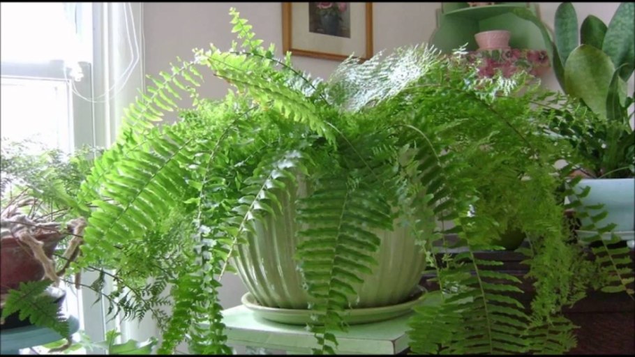 Нефролепис папоротник