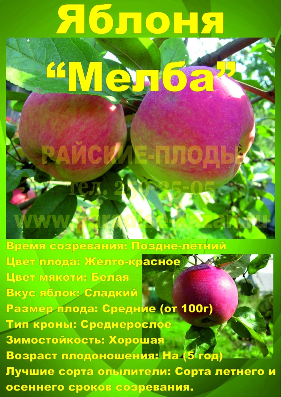Болезни и вредители яблоня Братчуд описание сорта