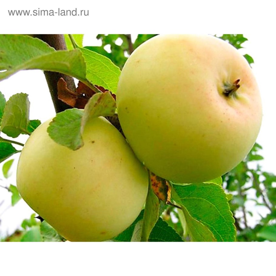 Сорт яблок Орлинка