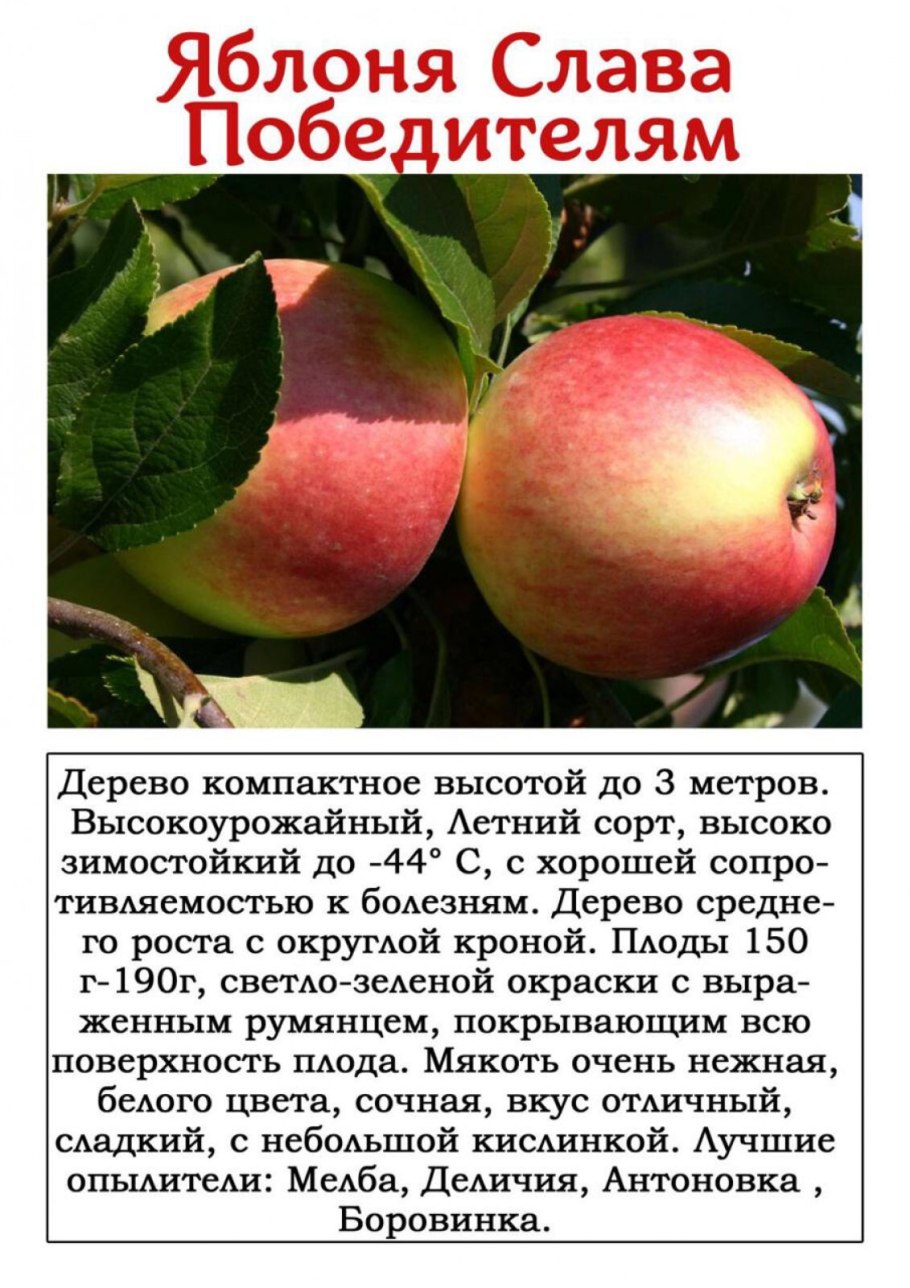 Воргуль сорт яблок