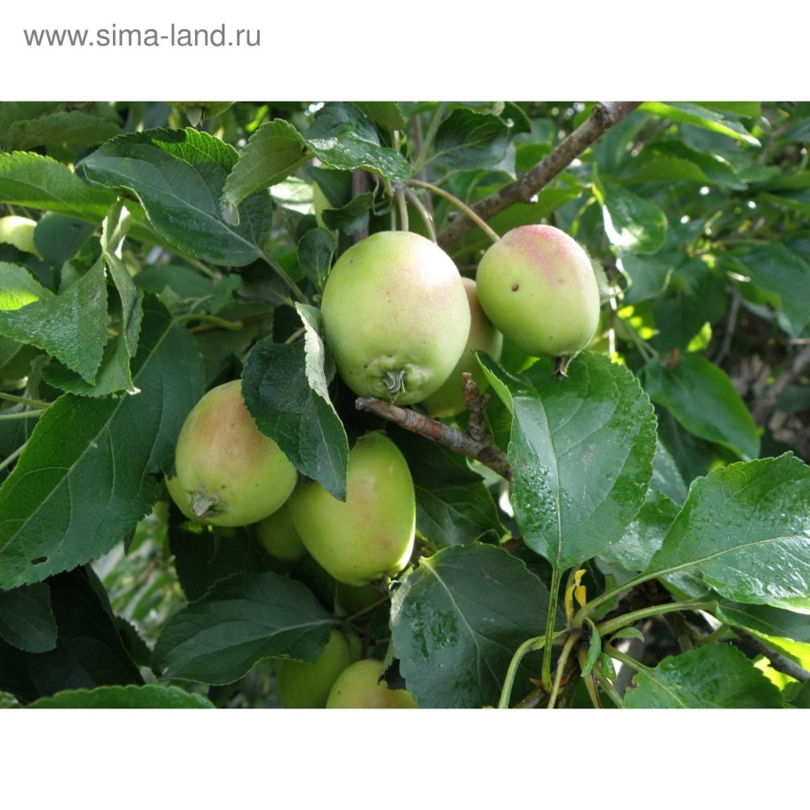 Яблоня Кутузовец