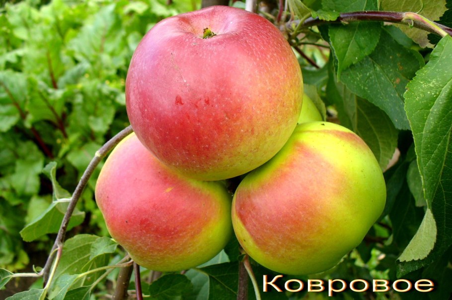 Яблоня Мазунина приземленное