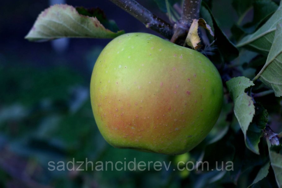 Яблоня "Брянское золотистое" (Malus domestica)