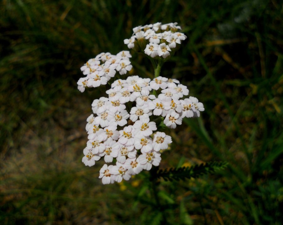 Борщевик ядовитое растение для детей