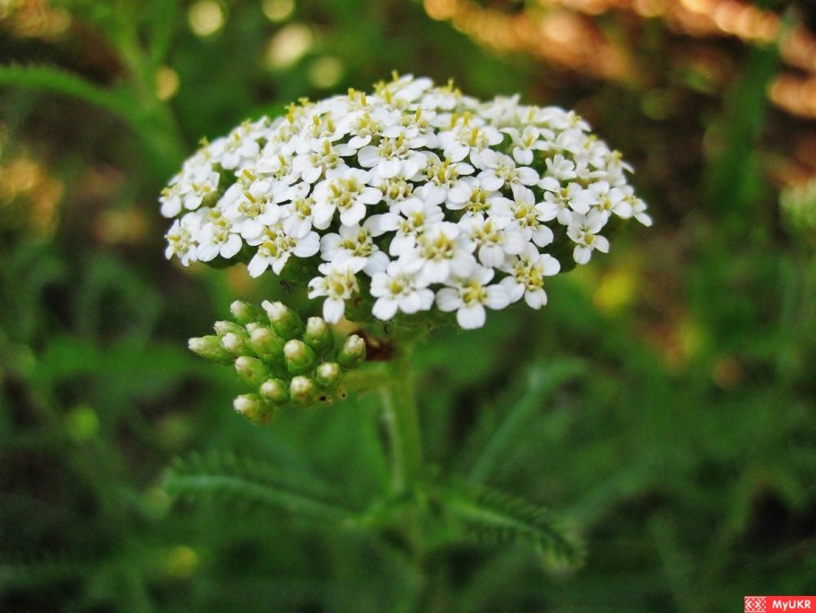 Achillea Diadem ъ соцветие