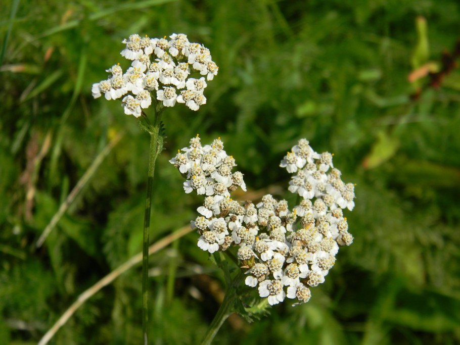 Микшерный пульт Markus LS 82d