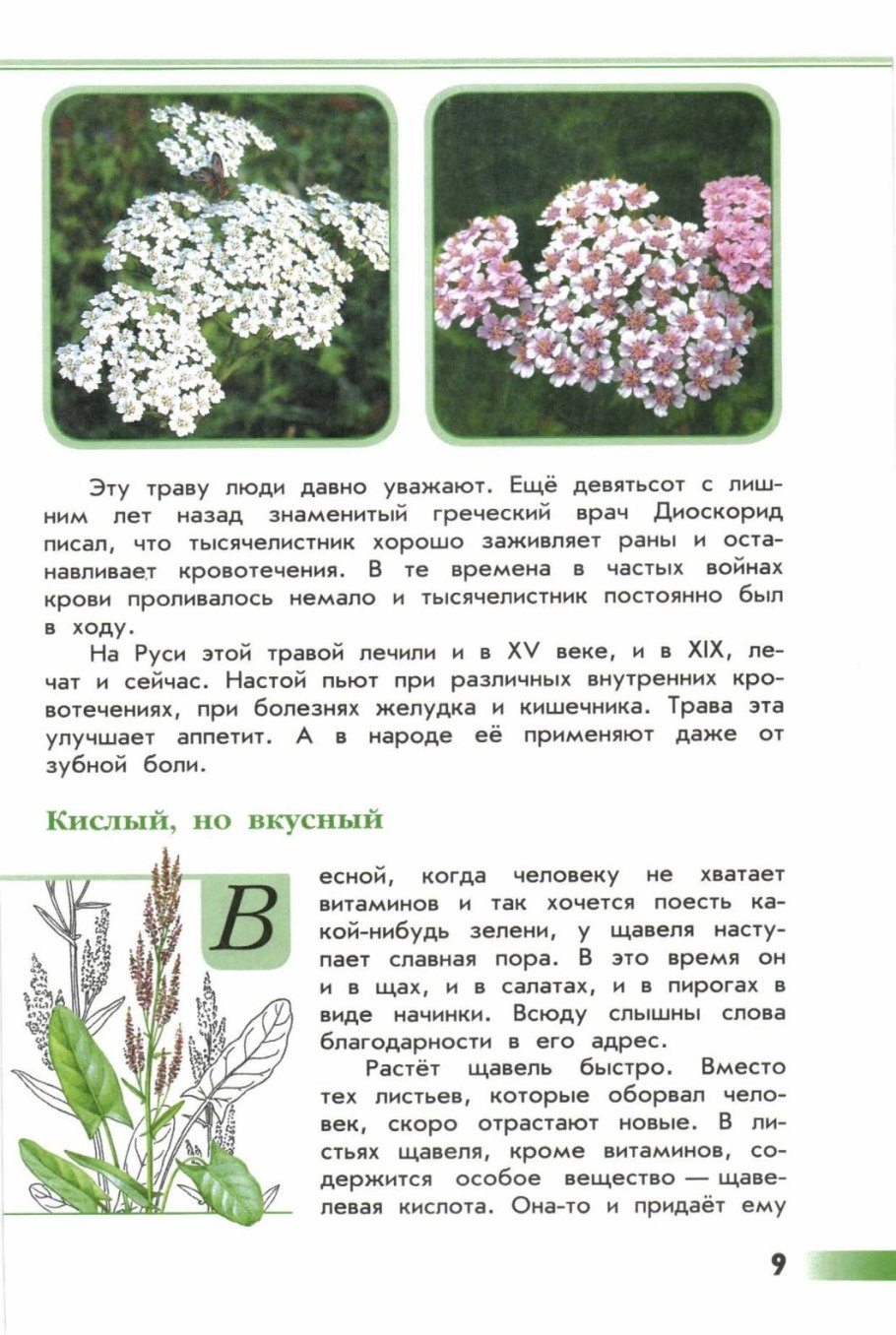 Тысячелистник обыкновенный трава