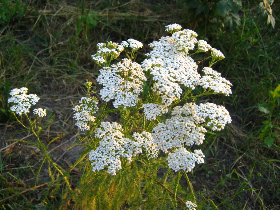 Тысячелистник щетинистый — Achillea setacea