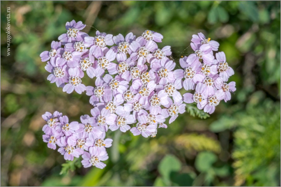 Тысячелистник Цериз Квин