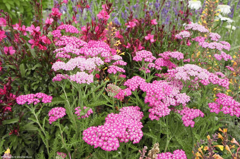 Тысячелистник строение цветка схема