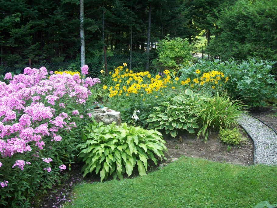 Тенелюбивые растения Хоста