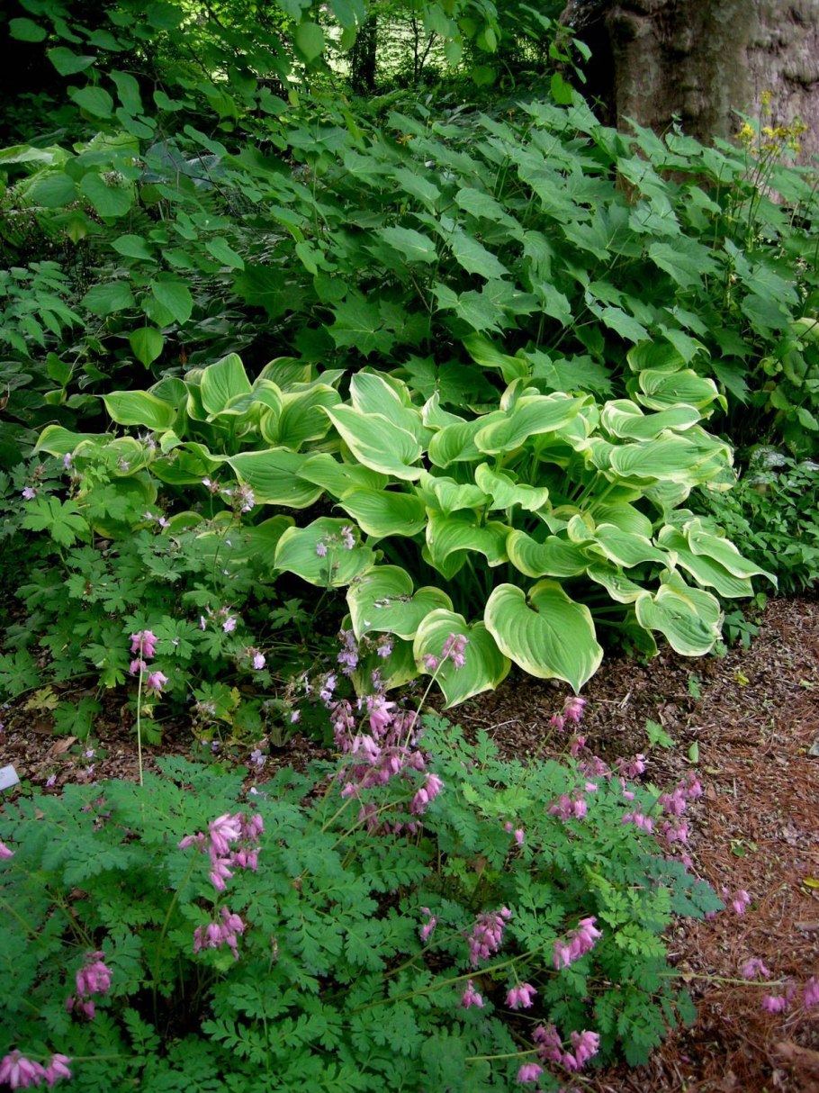 Хоста теневыносливая