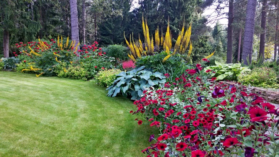 Хоста белоокаймленная миксбордер