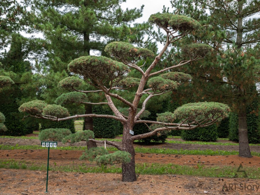 Сосна обыкновенная ниваки