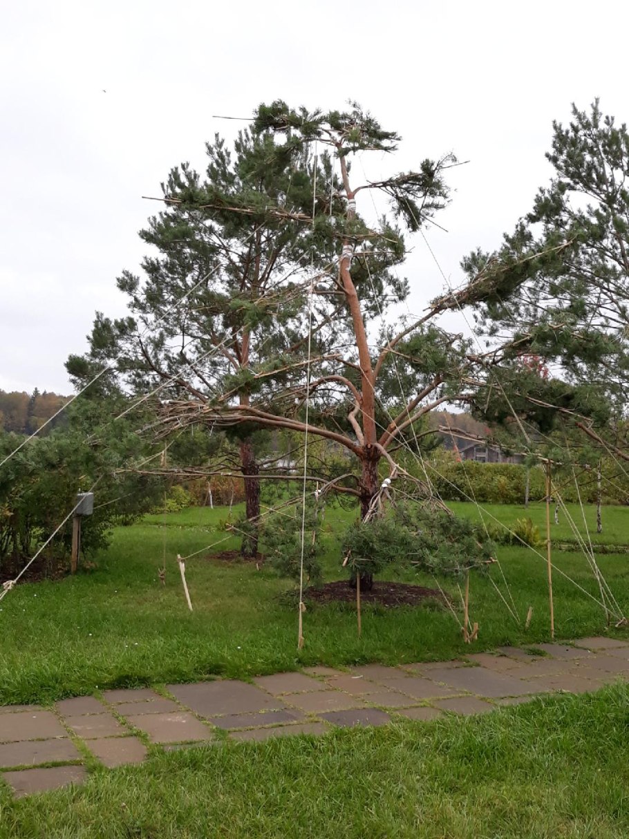 Береза ниваки