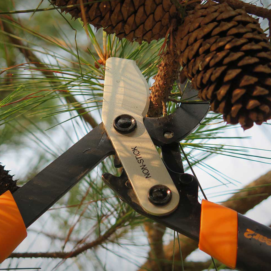 Обрезка веток сосны