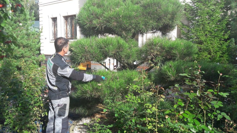 Кедр Сибирский формирование кроны