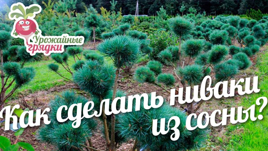 Стрижка сосны под пальму