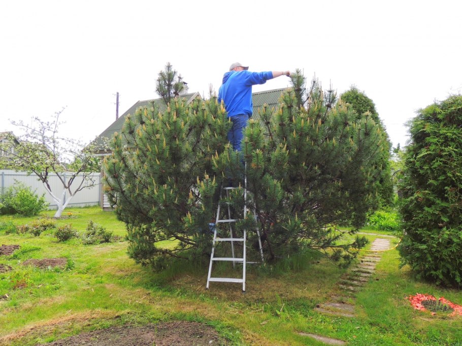 Обрезка сосны обыкновенной для пышности