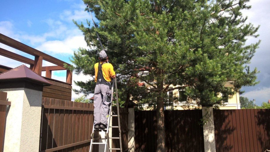 Кронирование хвойных деревьев