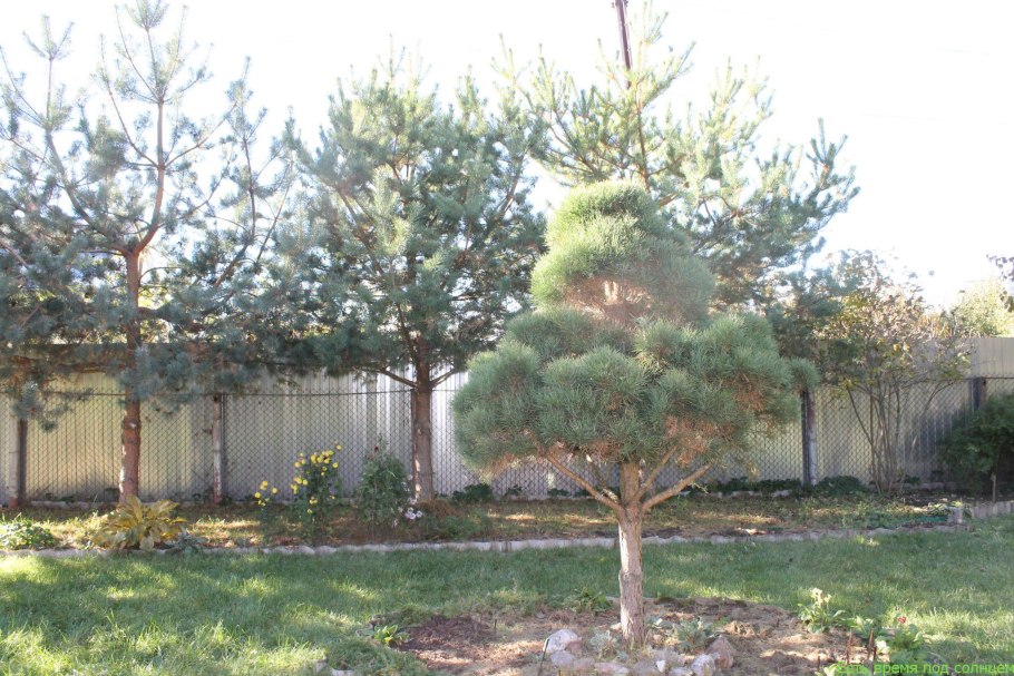 Стрижка нижних веток у сосны обыкновенной