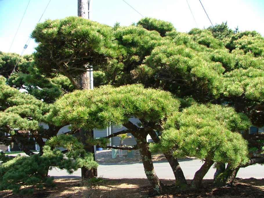 Тополь дерево ниваки