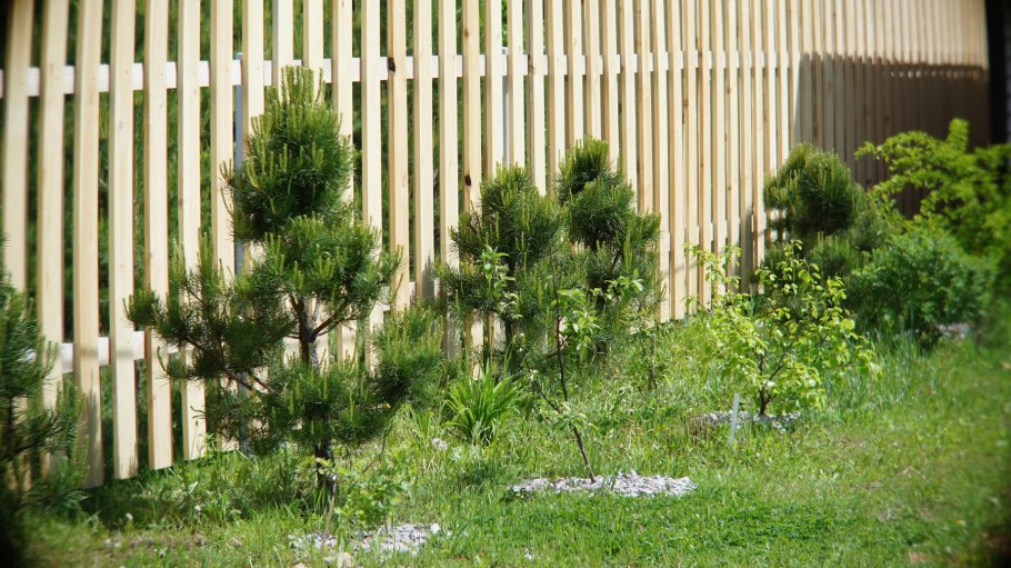 Набор эко клуб сосна обыкновенная