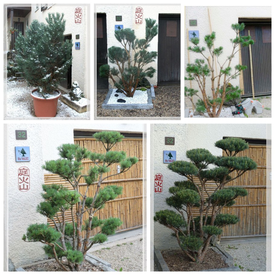 Прищипка сосны ниваки