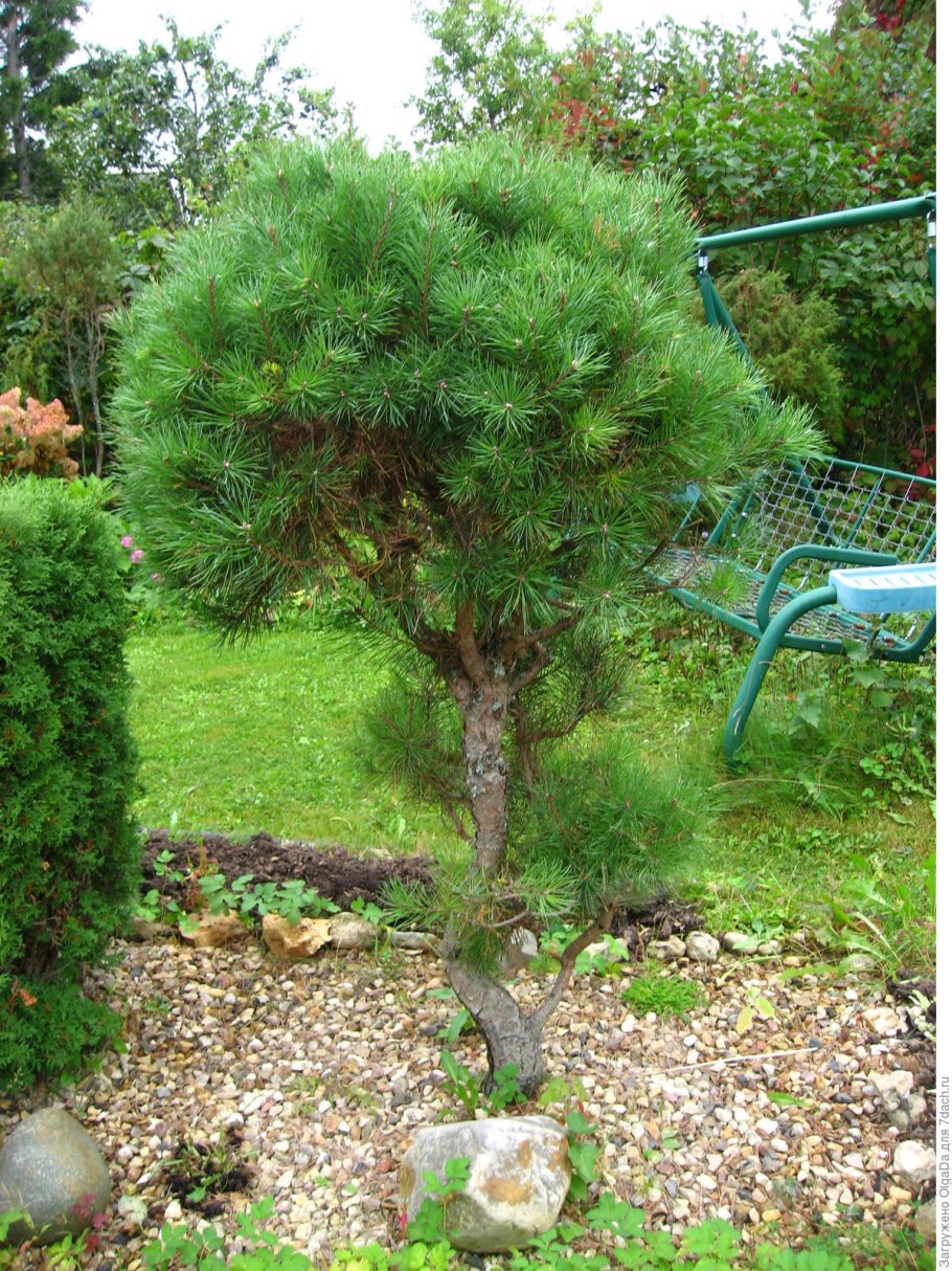 Укорачивание сосны обыкновенной