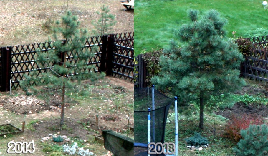 Правильная обрезка сосны обыкновенной