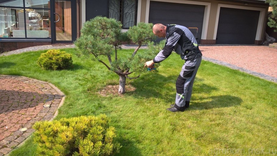 Сосна на участке стрижка