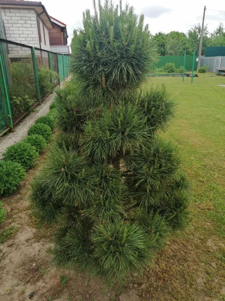 Обрезать верхушку сосны