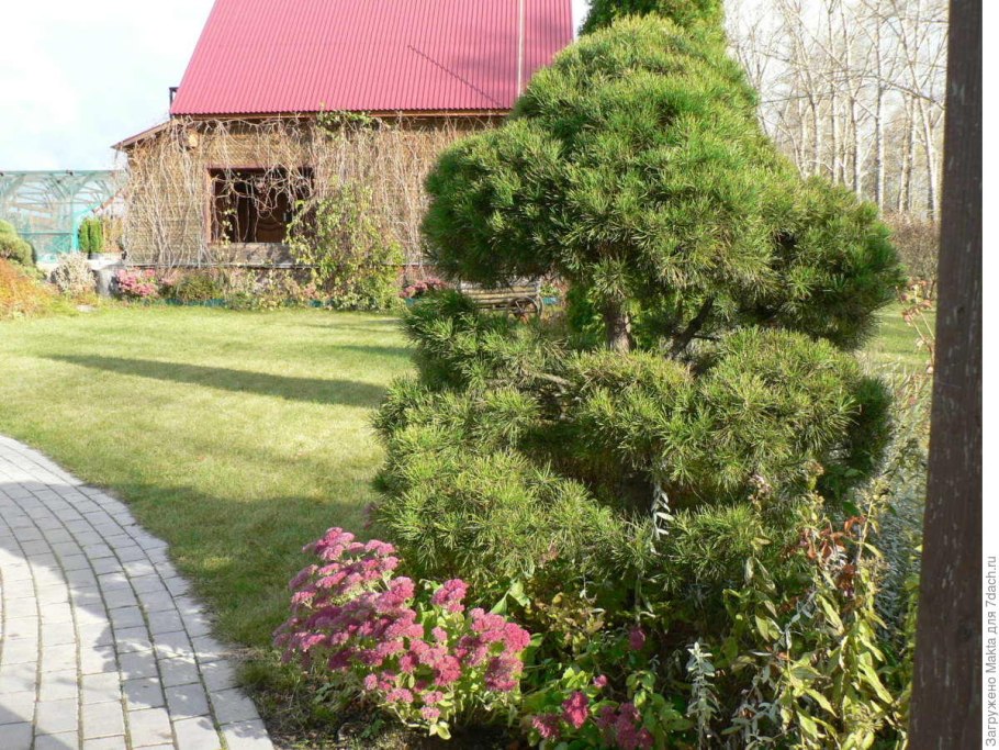 Сосна на участке стрижка