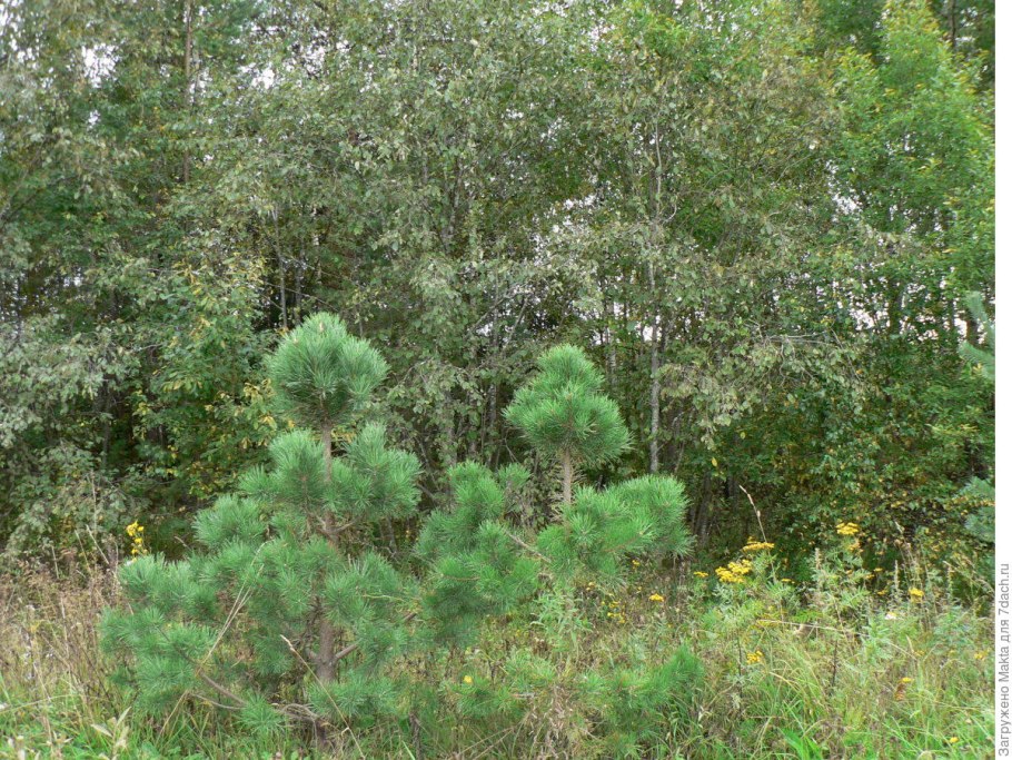 Сосна обыкновенная подрезанная
