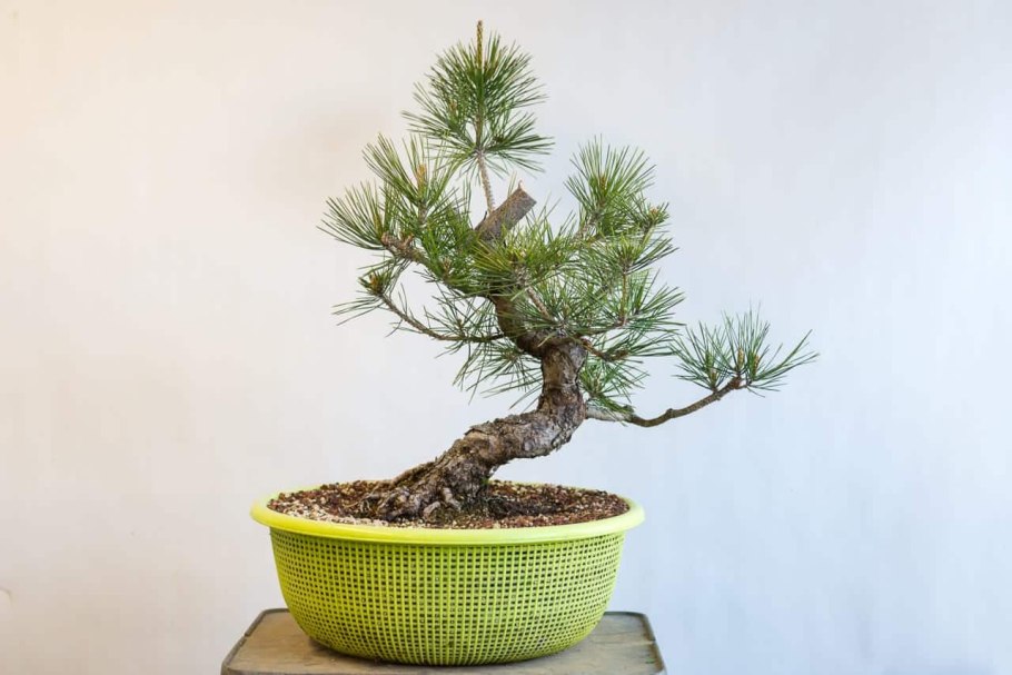 Бонсай сосна