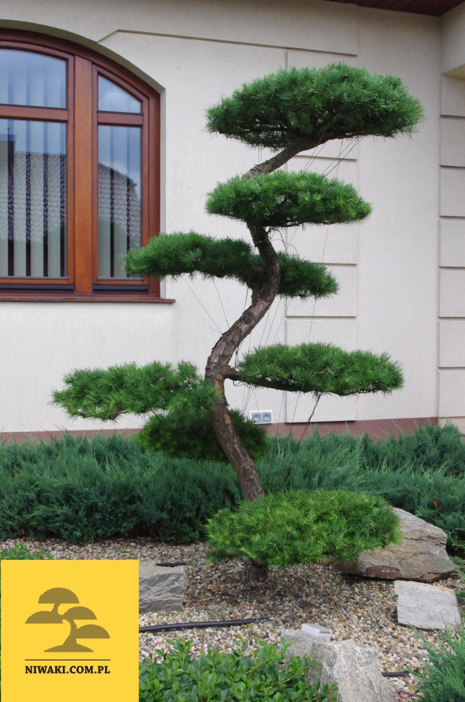 Сосна обыкновенная ниваки