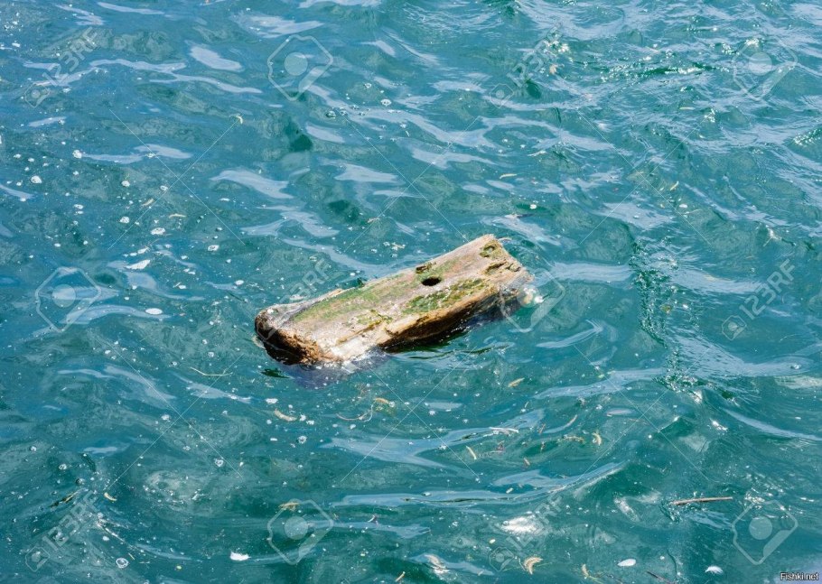 Бревно в воде