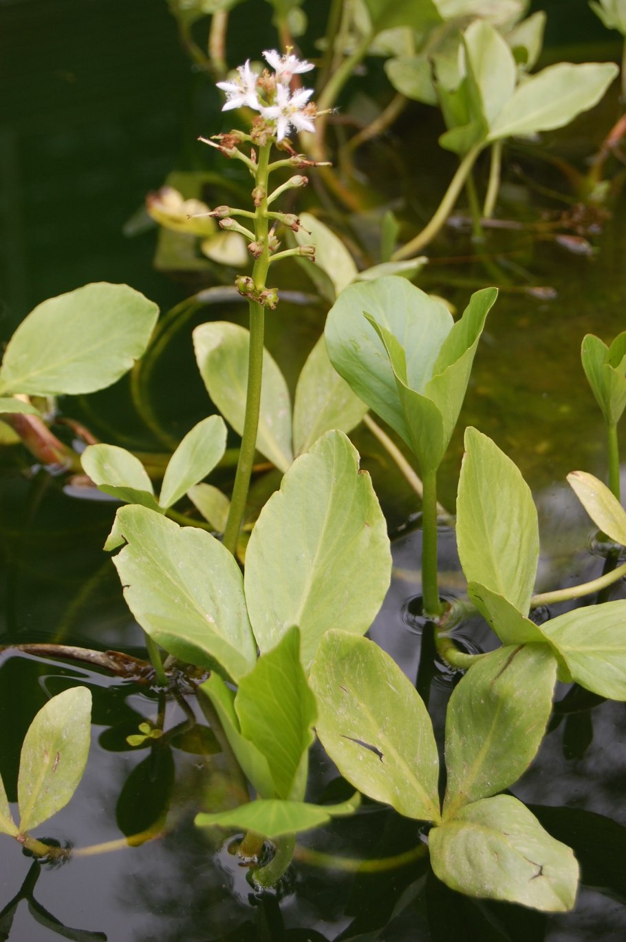 Вахту (Menyanthes trifoliata