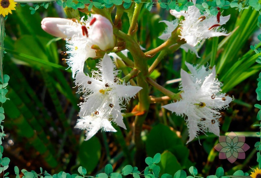 Вахту (Menyanthes trifoliata