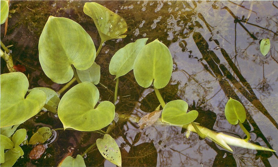 Вахта трехлистная (Menyanthes trifoliata)