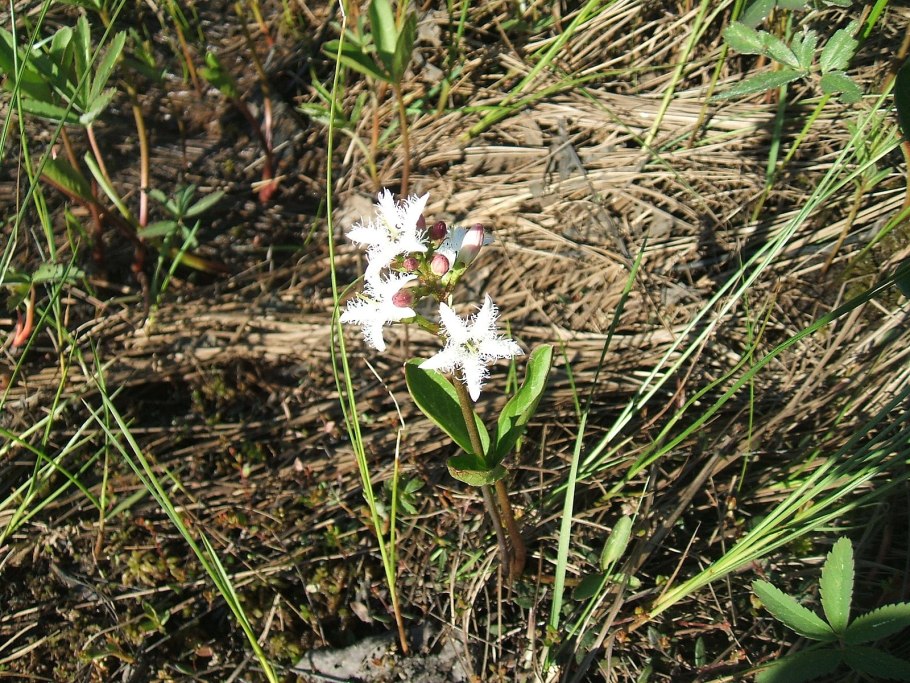 Menyanthes trifoliata гербарий