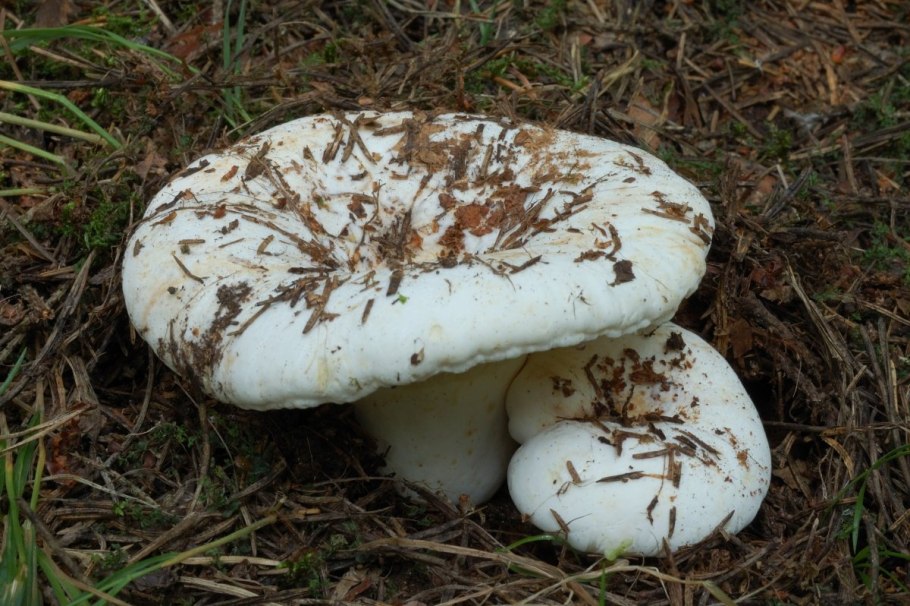 Груздь ложный скрипица