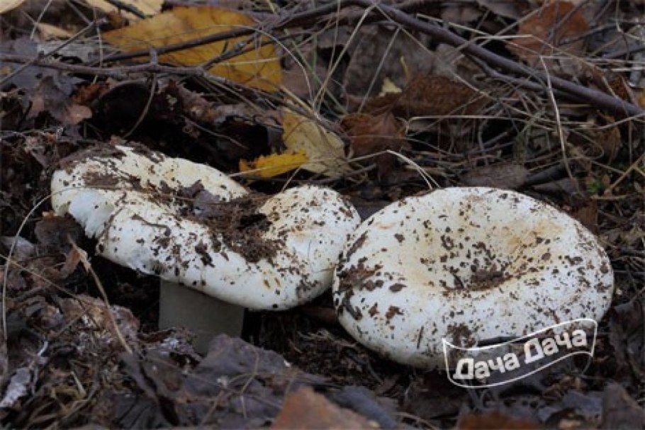 Гриб скрипица Еловая